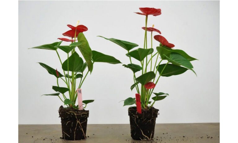 parxtraplants2_12022024093610