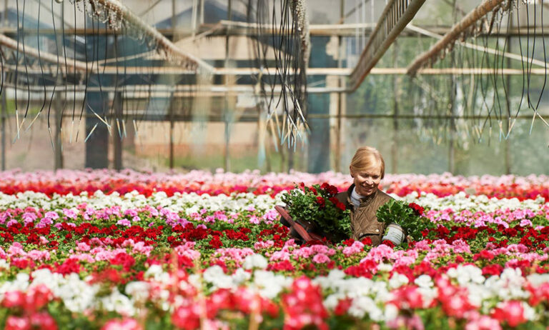 pelargoniumforeurope_17102024115821