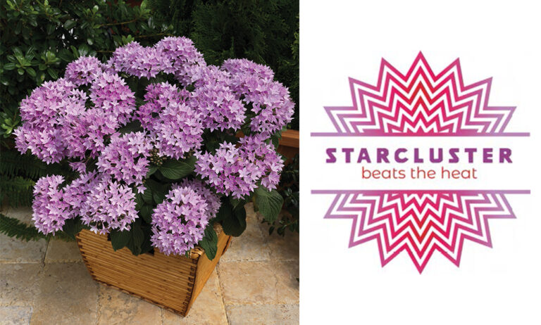 pentas_starclauster_syngenta_17092024101940