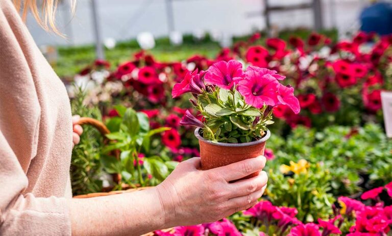 petunias_17112022133129