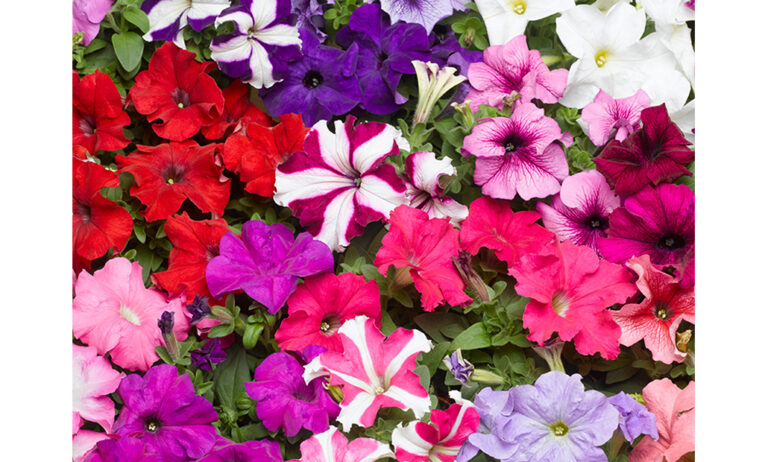 petunias_syngenta_15112023143152