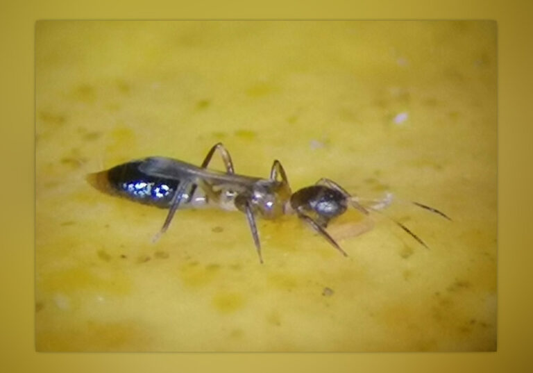 plaga_orquidea_29052020075237
