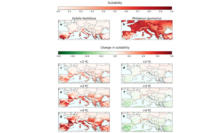 plagaxylella_27052024104626