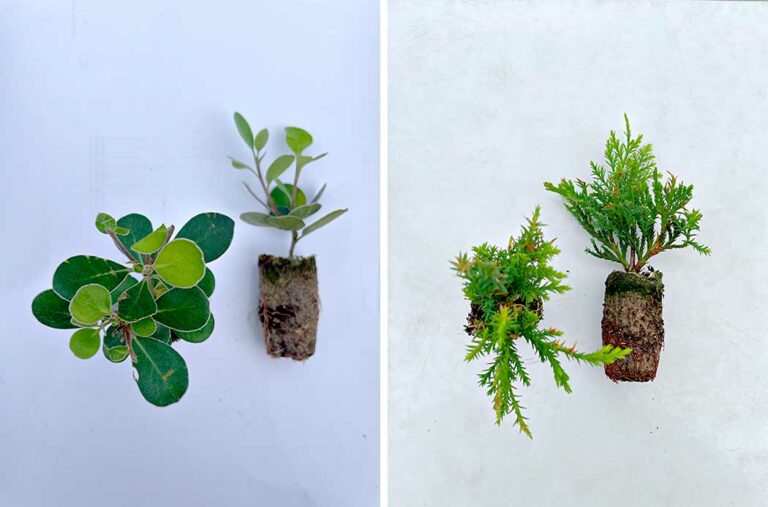 planta-joven-raiz-da-terra_19082024092757