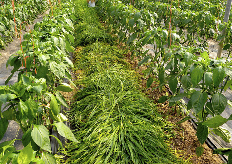 planta_refugio_23062020075320