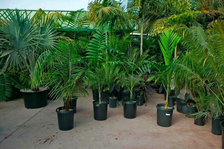 plantas-interior-kentia_08082024084720