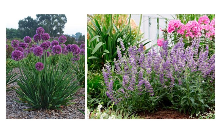 plantas_premiadas_25062021120729