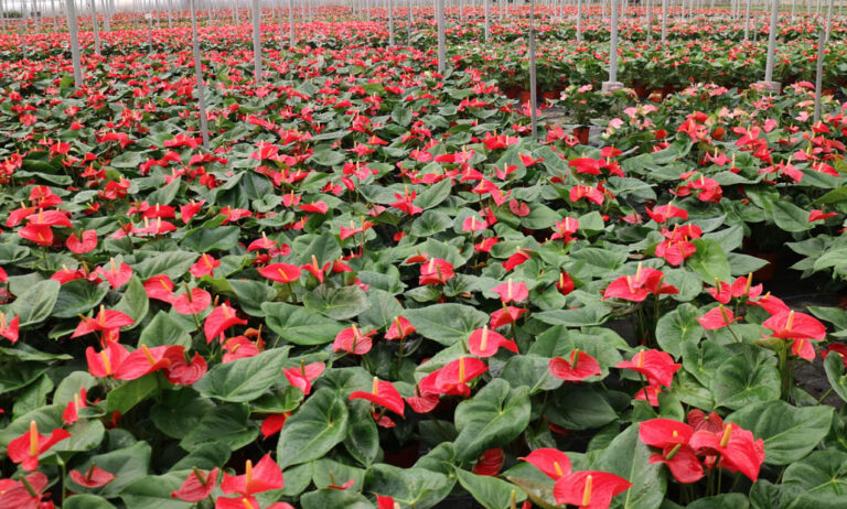 plantas_y_flores_ornamentales_26042021142612