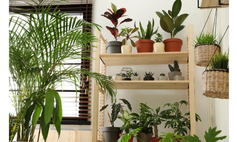 plantasinteriorbeneficios_05012021112119