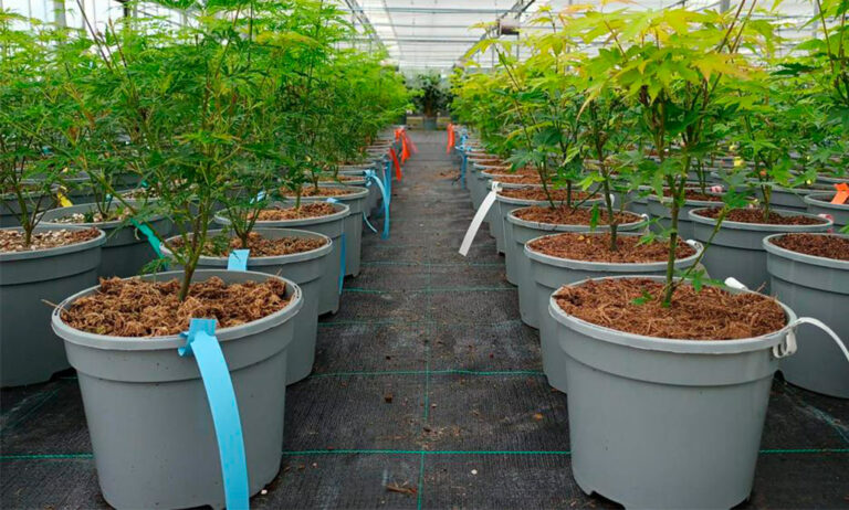 plantasturba_04122024093055