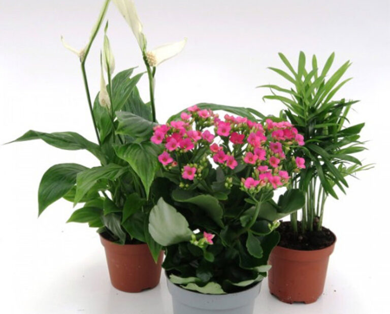 plantes_bada_07042020111640