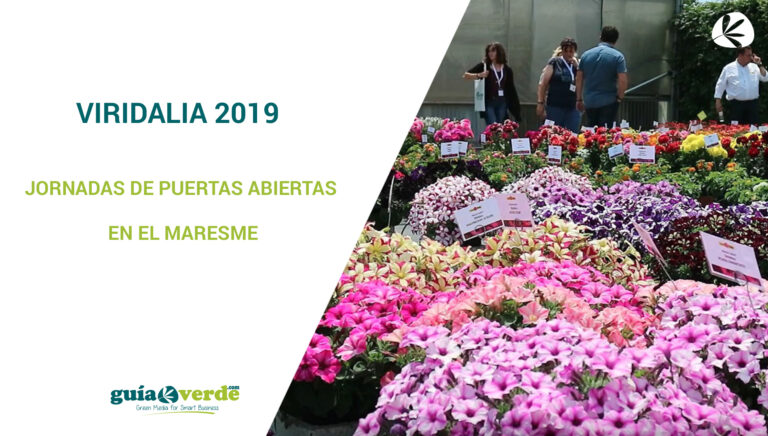 plantilla_miniatura_videonoticias_en_gv_viridalia_13062019103841