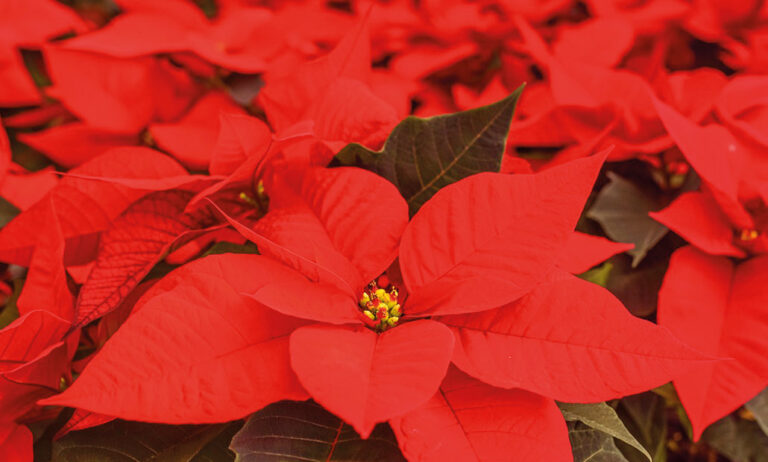 poinsettia-alber_30062023092414