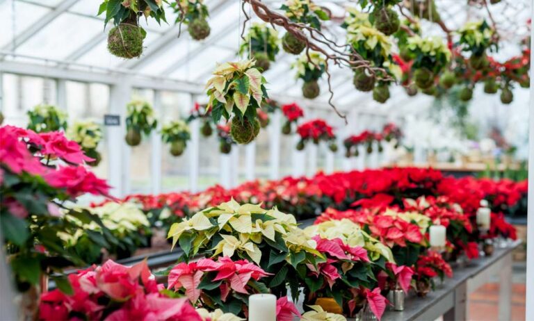 poinsettia-consejos-decoracion_16112022103329