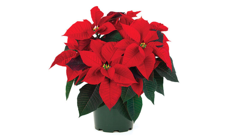 poinsettia_02112022094134