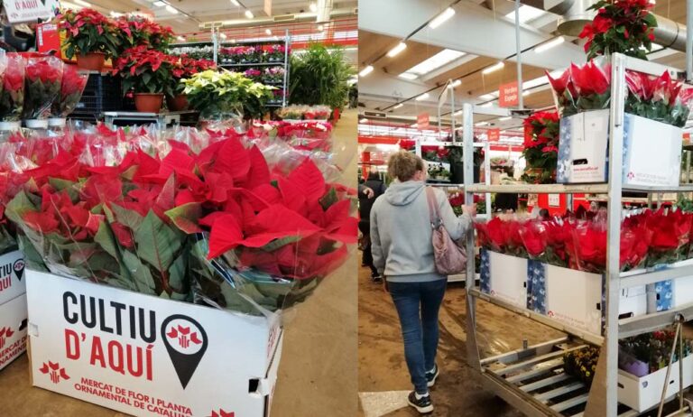 poinsettia_23122020111224
