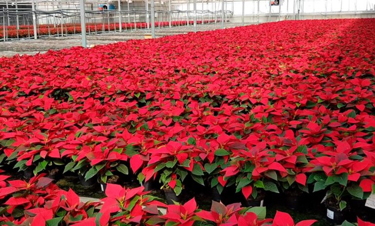 poinsettia_coexphal_19112021120649