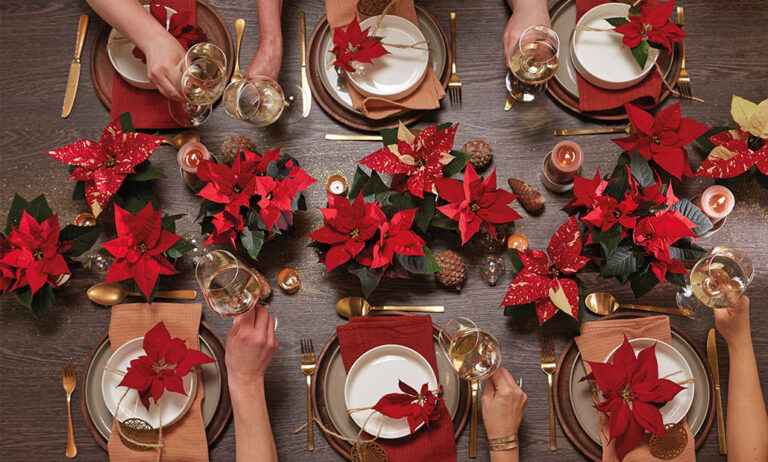 poinsettia_navidad_01122021115857