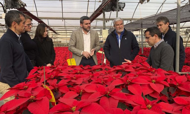 poinsettia_viveros_la_pacheca_15122022085538