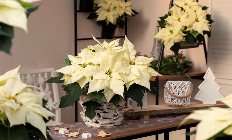 poinsettiadummen_05012023123143