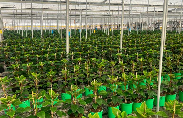poinsettias-almeria_26082025143747