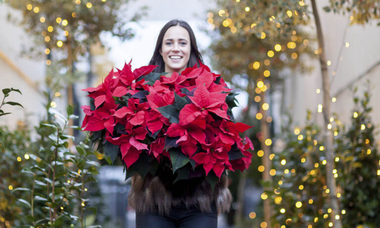 poinsettias_concurso_23112021102922