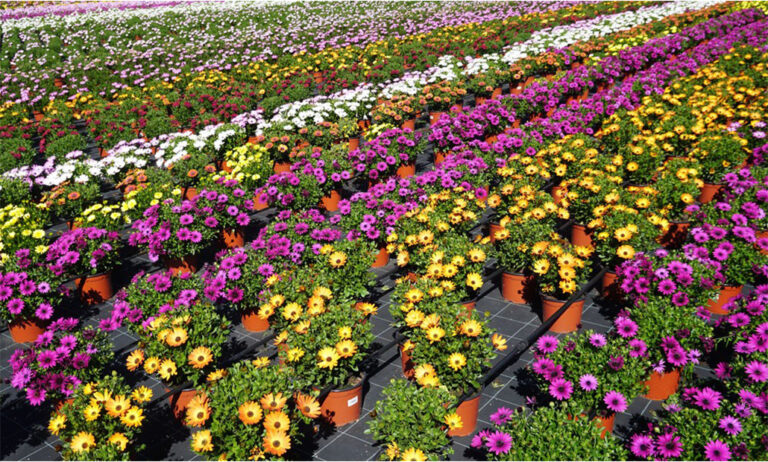 poleplants-iberflora-2021_08092021114154