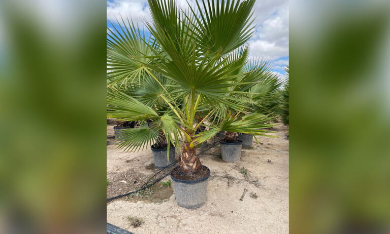 pom_palmeras_21062024082423