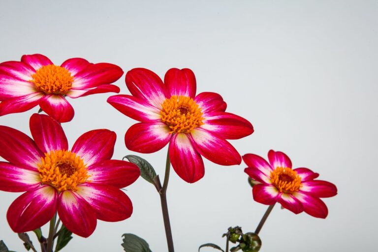 portada-dahlia-x-hybrida-dahlegria_19012023185352