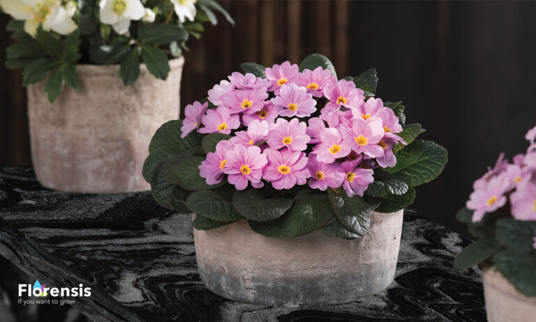 primula_obsidiana_24022023104401