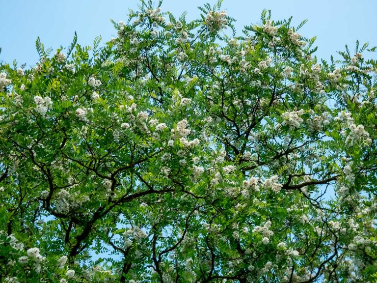 robinia_pseudoacacia_12022024085047