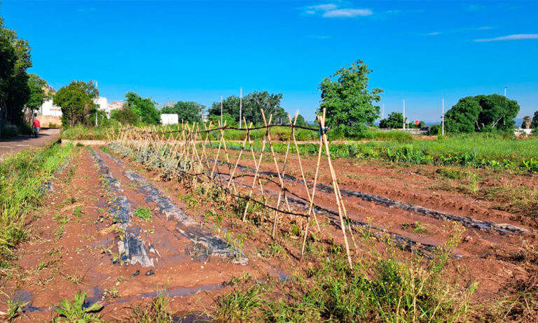 rocalba1_10062025103436