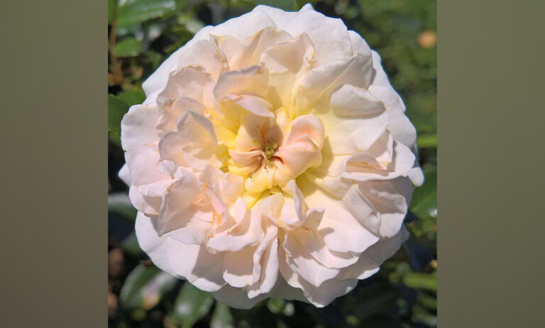 rosa-ganadora-barcelona_19052025092132