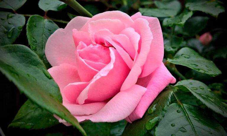 rosa_21032025101542
