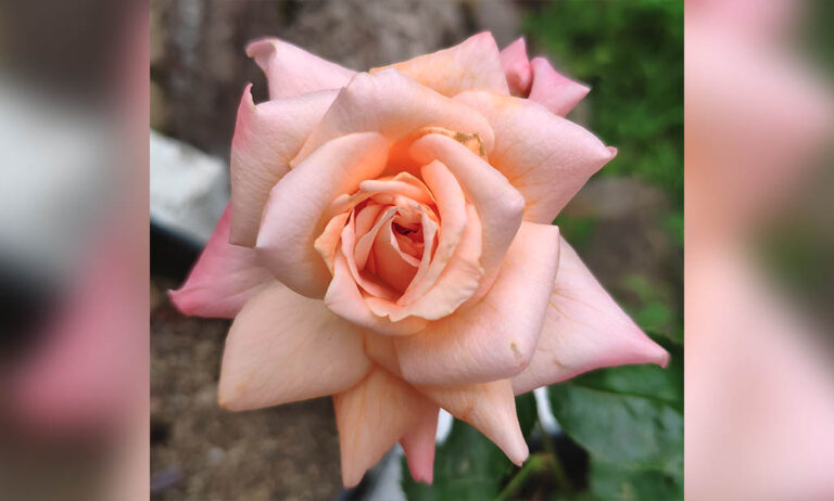 rosa_botanico_21012022114859
