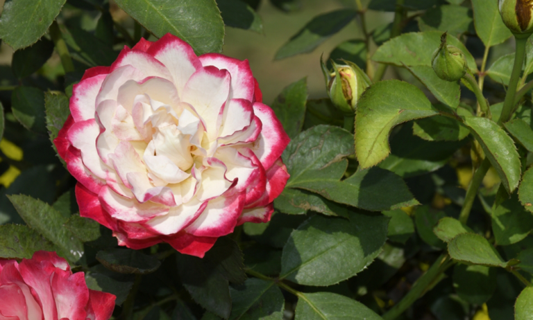 rosa_tudor_20012023153147