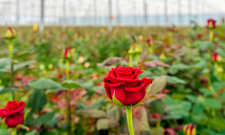 rosas-viveros_09052025100656