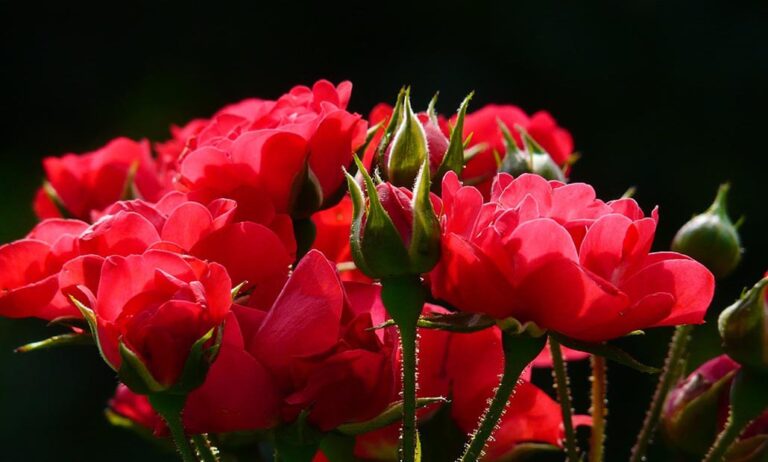 rosas_27052021123641