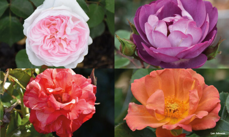 rosas_30102020120646