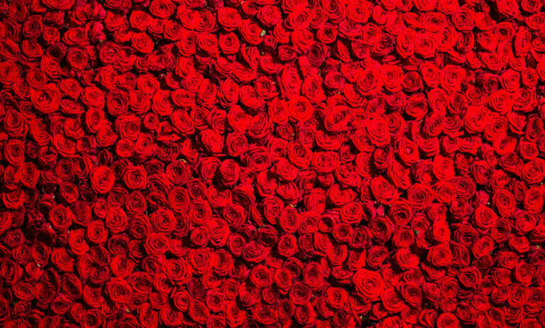 rosas_aleia_roses_19072019111110