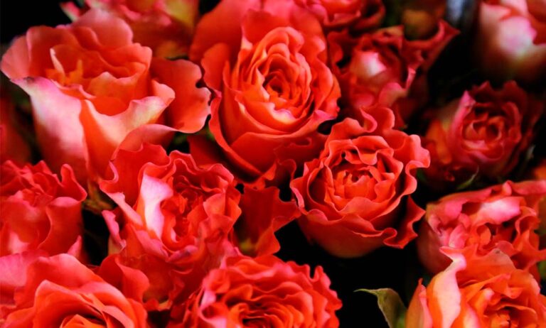 rosas_gv_10022023101627