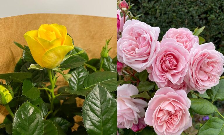 roses_forever_09122022094220