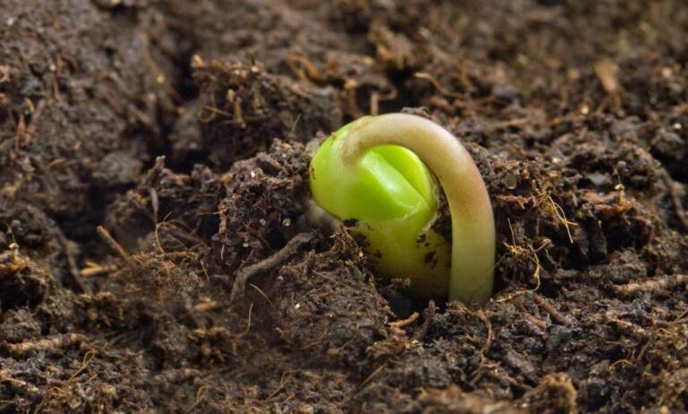 sanidad_vegetal_norma_25082021082922