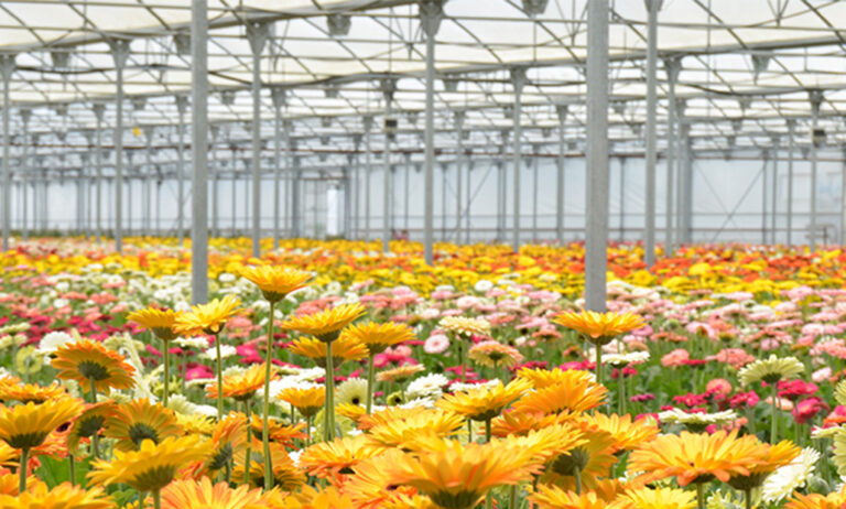 sector_horticola_en_paises_bajos_02072019090626