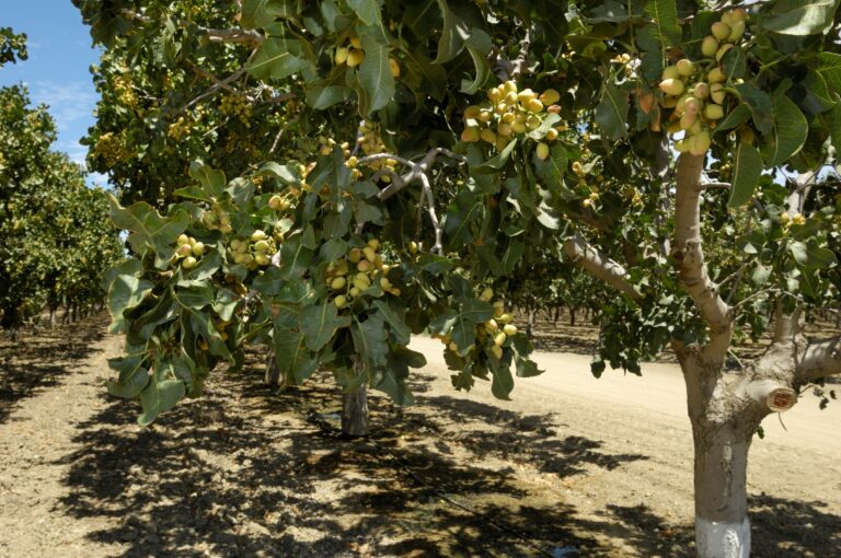 Orchard of Ripening Pistachio Nuts