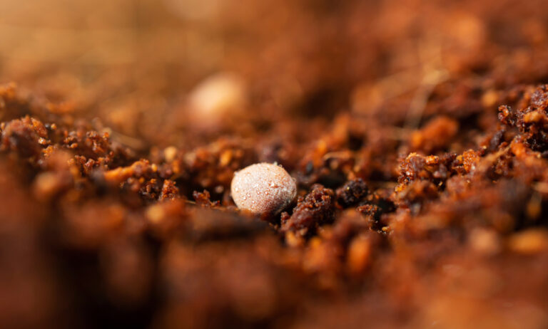 spring-planting-of-seeds-seed-in-coconut-substrate_25012022093901