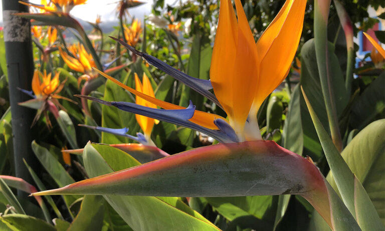strelitzia-reginae_29052024161128