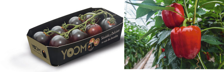 synenta_15102019121131