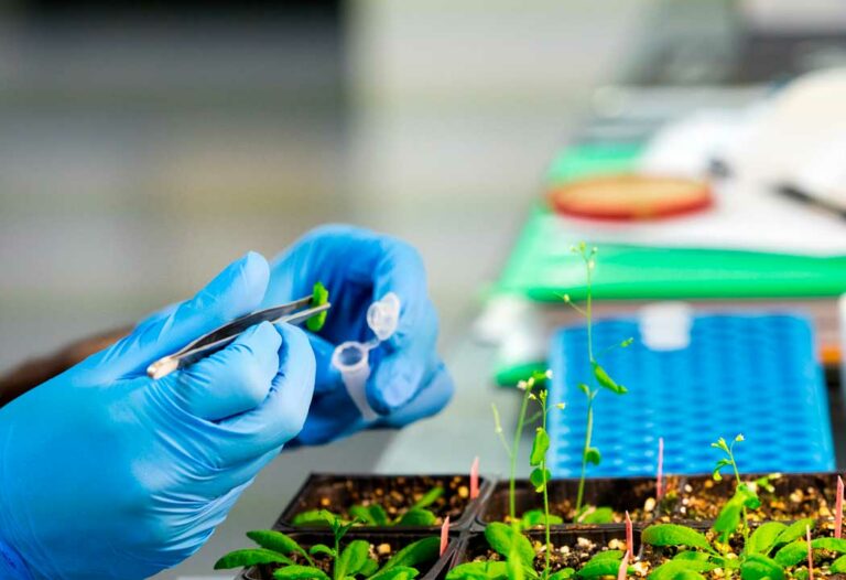 syngenta-crispr_10062024085321