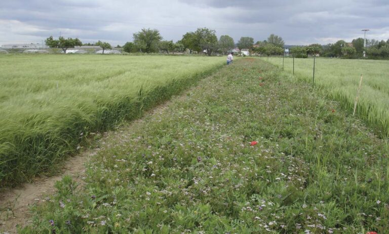 syngenta_02072020102941